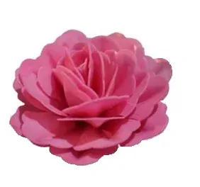 18103 - Ruža čínska tieňovaná fuchsia 12,5cm